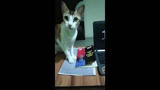 Cat reaction After reading psychology book #Shorts