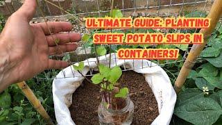 Ultimate Guide: Planting Sweet Potato Slips in Containers! #sweetpotato #sweetpotatoes #gardening