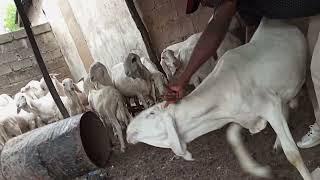 Nigeria Balami Rams breeding young stock