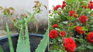 How to propagate roses with aloe leaves and unexpected ending