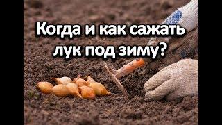 Когда и как сажать лук под зиму? Тонкости и хитрости посадки.