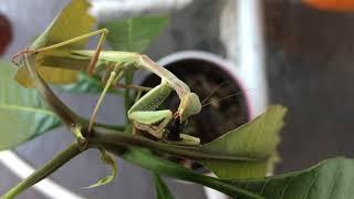 Mantis Care #18 - New Mantis: Iris oratoria (Mediterranean mantis)