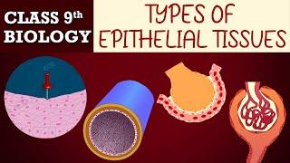 #Tissues part-6(Animated) | Types of EPITHELIAL TISSUES|CBSE CLASS 9|Biology Chapter-6|NCERT Science