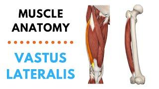 Vastus Lateralis | Muscle Anatomy | Joetherapy