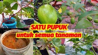 PUPUK ORGANIK CAIR SUPER || MUDAH DAN MURAH !! 