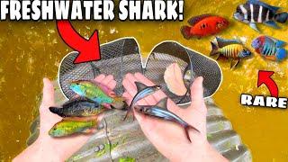 FISH TRAPPING FRESHWATER SHARKS *AND MORE* In Tiny Creek!! (NEW PETS)