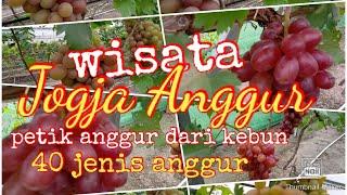 Wisata Petik Anggur langsung dari kebun, di Jogja Anggur, kebun anggur terbesar di Yogyakarta