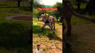 The Lion is Happy #shorts #youtubeshorts #animals #lion