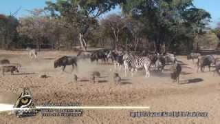 Zebra kicks warthog literally into a spasm and then another warthog also have a go at him!