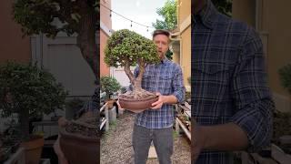 How to grow thick bonsai #bonsai #bonsaitree #portulacariaafra #jadebonsai #howtobonsai #plants