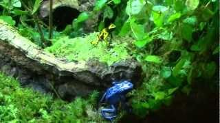 Poison dart frog vivarium