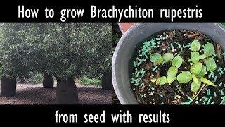 How to grow Brachychiton rupestris (Queensland bottle tree) from seed with results