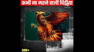 कभी ना मरने वाली चिड़िया  | Facts About Phoenix Bird | #shorts #01facts