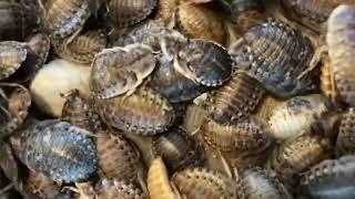 Try not to look away (real sound) from the dubia roaches