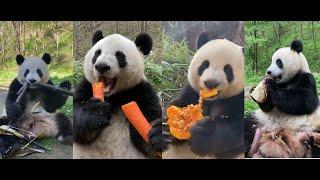 Âm thanh gấu trúc ăn thật đã tai_ GẤU TRÚC ĂN MĂNG TRE| tik tok song panda eats bamboo shoots