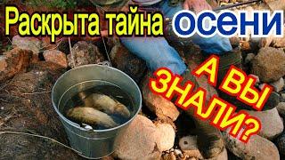 Раскрыта тайна осени! Как поймать много рыбы на осенней рыбалке