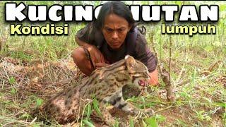 RESCUE KUCING HUTAN _ Kondisinya sangat meng3naskan