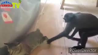 Monkey vs Cat battle