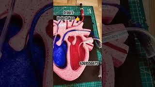 Human heart 3D model school project work 6369550475