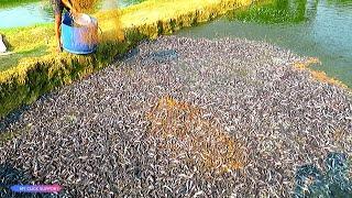 Awesome! Million Catfish eating Pellet Feed in Pond | Usaha Budidaya Lele