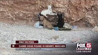 Dogs left in the desert found by Las Vegas man