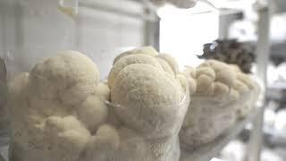 How to Become a Mushroom Farmer