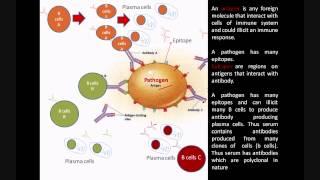 Monoclonal and Polyclonal antibodies | Immunology @biologyexams4u