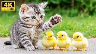 Baby Animals 4K  Adorable Moments Of Baby Animals In Fresh Nature (Nature Colorfully Dynamic)