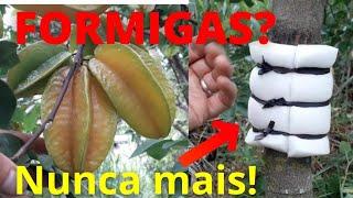 Carambola, as FORMIGAS NÃO COMEM MAIS, duvido! Como combater as formigas cortadeiras.