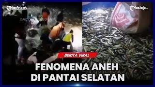 FENOMENA ANEH DI PANTAI SELATAN JABAR, JUTAAN IKAN KECIL TERBANG KE PESISIR