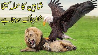 Baaz Ka Hamla Khatarnak Kyun Hota Hai  II Why Eagle Is Most Dangerous & Fastest Predator