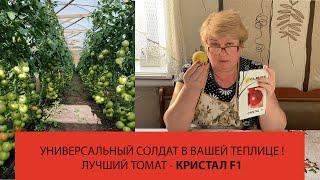 Супер вкусный, супер урожайный - томат КРИСТАЛ F1