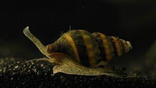 Assassin Snail - hunting, killing, and eating.