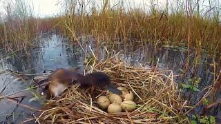 GLOBALink | From 1 to 401: more critically endangered wild ducks settle in China's Wuhan