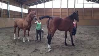 Horse Mating Video /Mating Video /Horse Cross Breeding /Marwari Horse Crossing Video