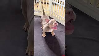 Warnings For All Pitbulls ️ Wholesome Moments #shorts #pitbull