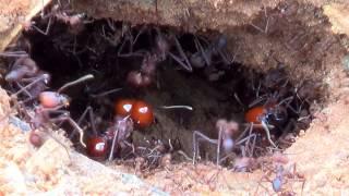 FORMIGA SAÚVA (ATTA spp), ATTA LEAF-CUTTING ANTS, A ROTINA NO FORMIGUEIRO PARA MANTER A PROLE.