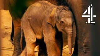 Baby Elephant Abandoned By Mother Immediately After Birth | The Secret Life Of The Zoo