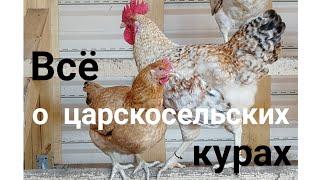 Царскосельские куры. часть 1. Годовая яйценоскость.