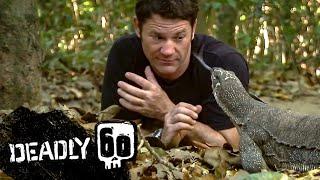 Monitor Lizard LICKS Steve's Eye! | Deadly 60 | BBC Earth Kids