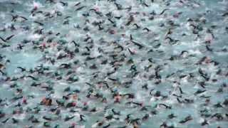 2013 Ironman Nice - Official Start - Thousands of swimmers amazing