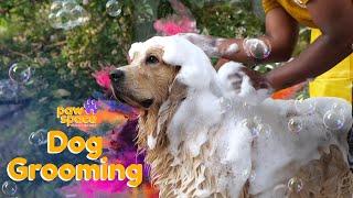 Pet Grooming   Dog grooming in Bangalore   Pet grooming at doorstep   Best dog grooming