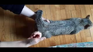 Cat heat cycle, How to fix it #cat #viral #video