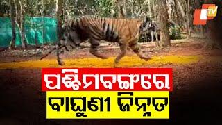 Tigress Zeenat Traced To West Bengal, Odisha PCCF Confirms