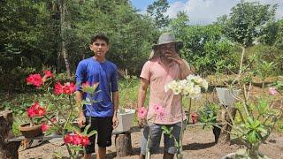 Trabalho de hoje é, organizar as rosas do deserto