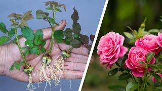 The method of growing roses from buds the whole world does not know | How to propagation Roses