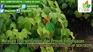 Jual Tanaman Kluwek Kirim Sobat Agro di Bali