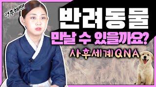 애기씨가 말하는 사후세계 QnA [2탄]  반려동물이 가는 사후세계는 다른걸까?