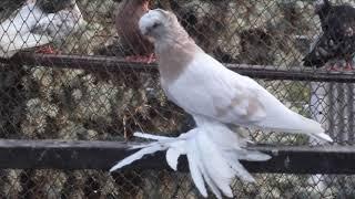 Порода: Среднеазиатский двучубый выставочный голубь. Голуби не игровые и не бойные.