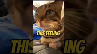 This feeling. #cat #cats #meow #shorts #funny #1minute #lyrics #music #somg #parody ￼#hi